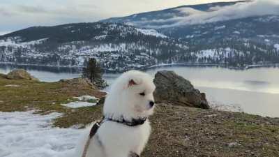 Majestic little floof