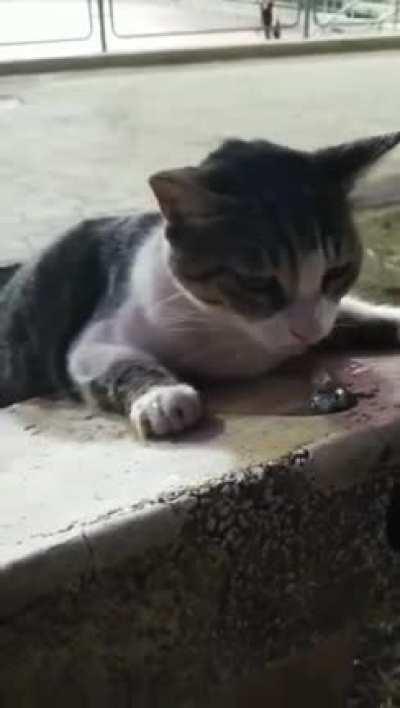 Helping out the little kitten to drink water