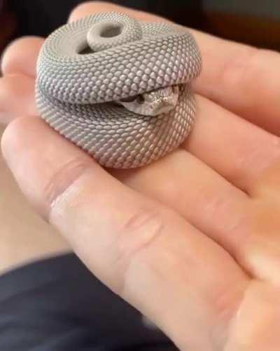 Everything about this little snake that made itself a shelter out of itself.