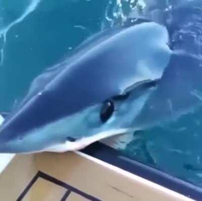 A beautiful, but terrifying shark biting into the back of a boat