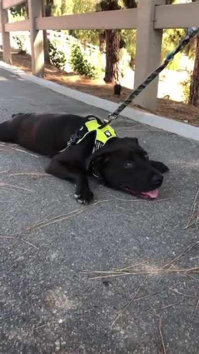 The sploot is strong with our pupper