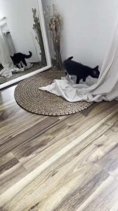 Mirror and the cat