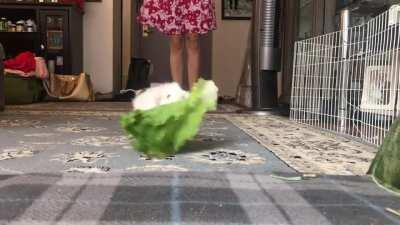 Hamster does a happy dance after getting a big piece of lettuce.