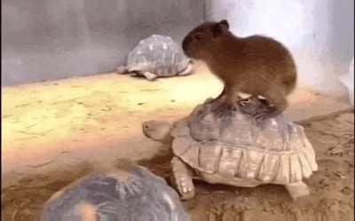 Baby capybara riding a tortoise.