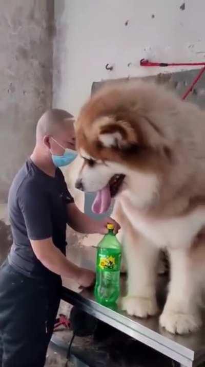 Huge Cute Dog