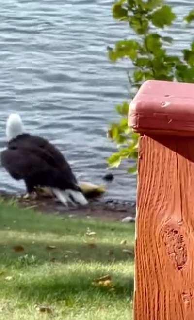 Bald eagle drags huge fish onto land