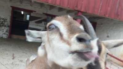 Funny goats excited about yummy snack