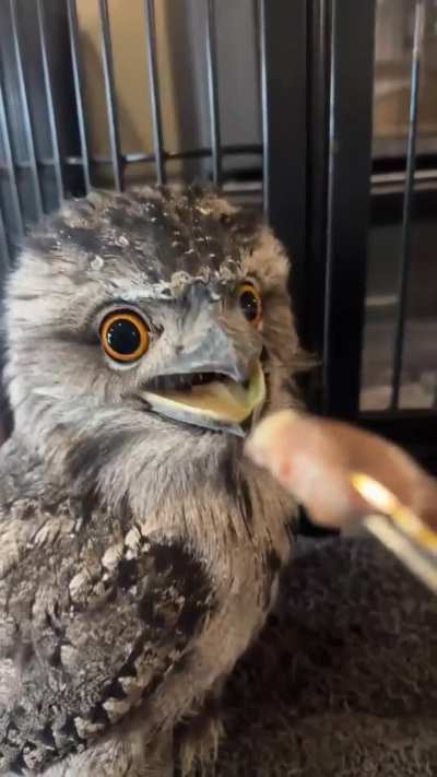 Learning to feed a baby Tawny 