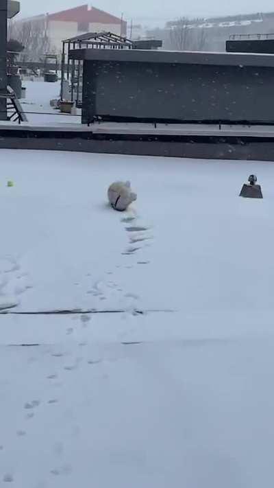 Puppy not happy his fall was being recorded