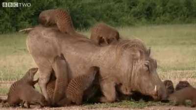 Mongooses giving a warthog a thorough cleaning