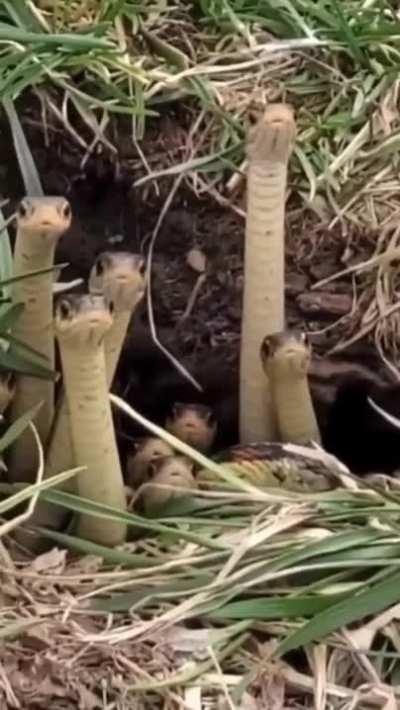 A den of curious danger noodles