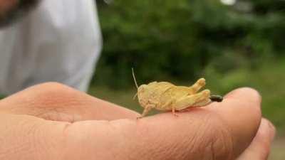 Did you know grasshoppers kick their poop?