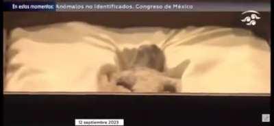 ‘Alien’ bodies are being displayed during public hearing in the Mexico Congress