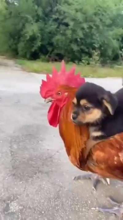 Pupper grabs a ride!