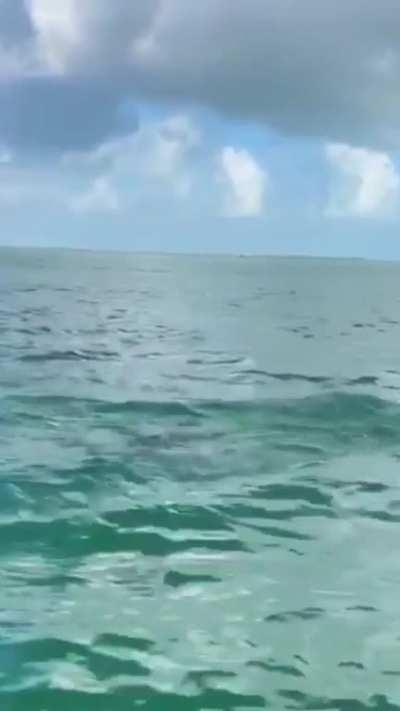 Dolphin launches fish in the air and a seabird catches it