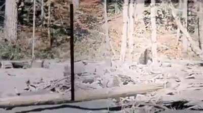 Somebody stabilized the Bigfoot vid from way back when