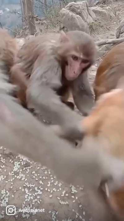 Adult monkey snatches juvenile by his head.