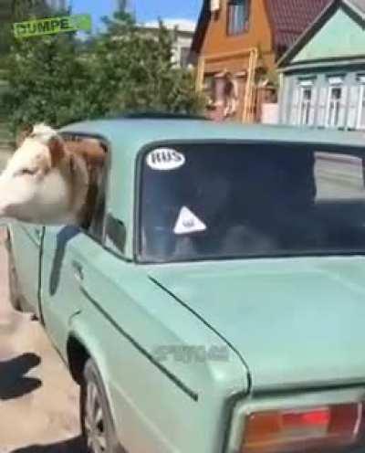 Taking your cow for a drive