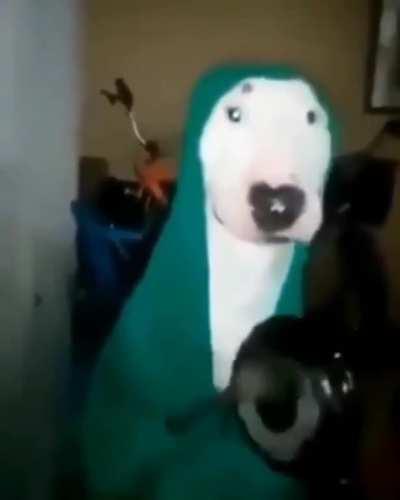 Cursed_dog