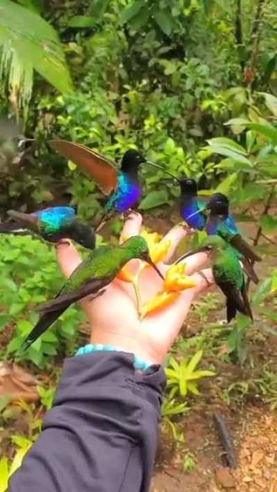 A handful of hummingbirds