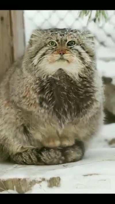 🔥 Pallas cat sitting on its tail to stay warm, a barrier against the cold ground 🔥