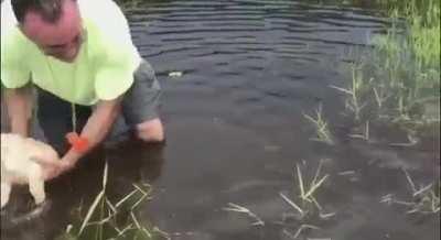 Golden puppies swimming for the first time