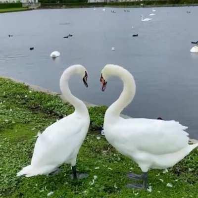 Dancing swans..(OC)