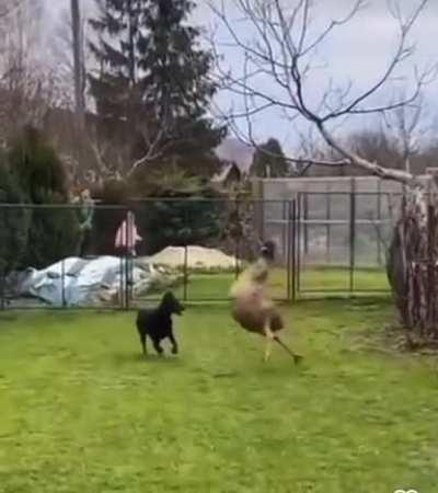 Dog vs NFL Running Back