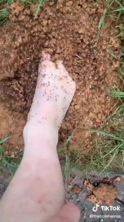 Idiot sticks his foot into ant hill for Tiktok