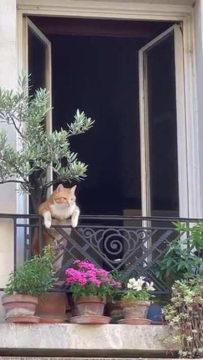 I always feel safe when my Parisian neighbors are keeping an eye on the street. Merci chat!