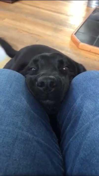 Adorable doggo, deserves nose pets