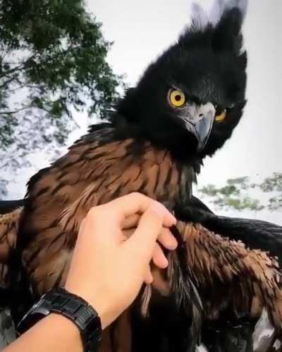 🔥 Black and chestnut eagle