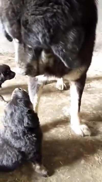 Dog corrects pup's behaviour towards the owner