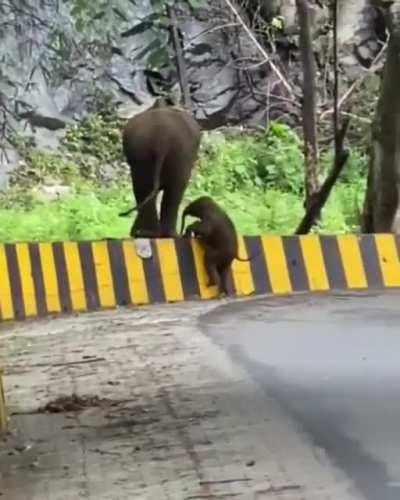 Elephant helping calf to cross roadside barrier. ❤️