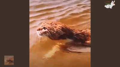 Cat Raised By Dogs Races To The Ocean To Swim