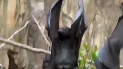 Bat peeing