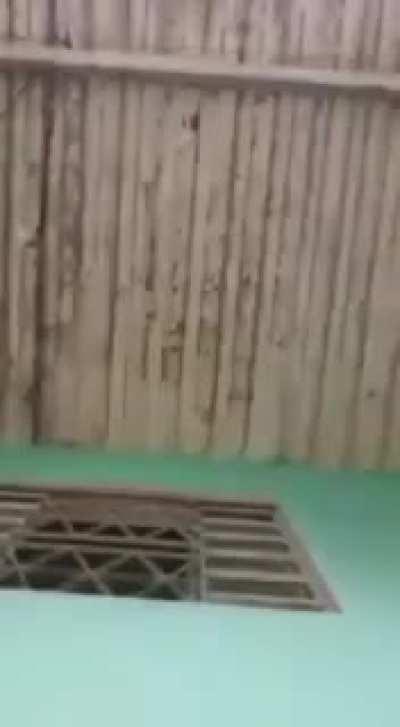 Dog shows his owner the rat is really dead *SOUND ON*