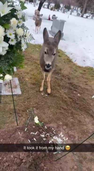 Warning - Robbery & Desecration of a Grave! Princess Style 😂🦌