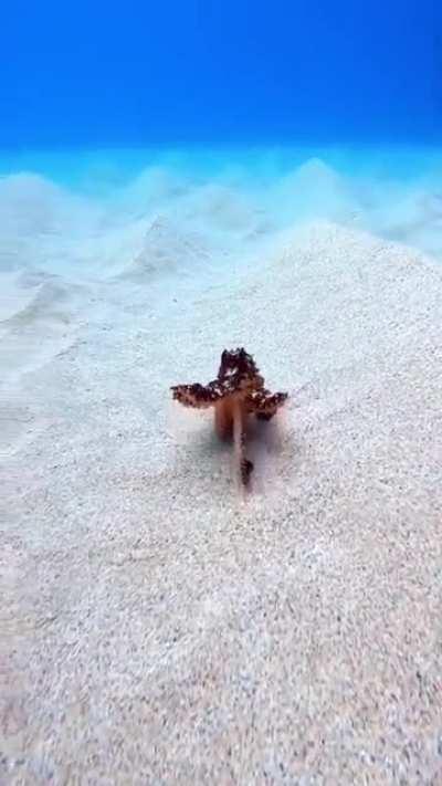 An octopus running on the ocean floor