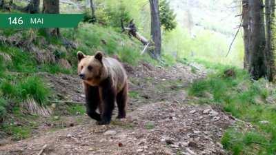 One entire year in a Romanian forest