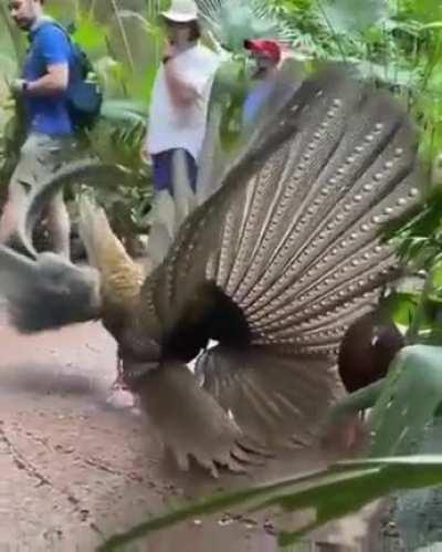 This bird trying hard to impress this lady bird