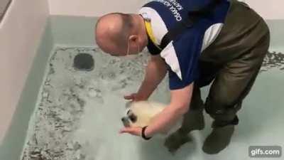 🔥 Baby Seal's First Time in a Deep Pool 🔥