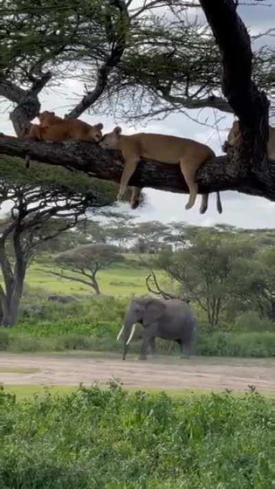 🔥 Lions taking a nap on top of a tree branch while Elephant walking below.