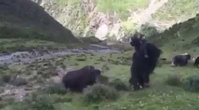 You may think a back-flip is impressive, but how about a Yak Flip?