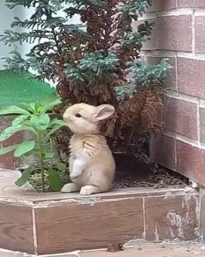 Perfectly designed rabbit