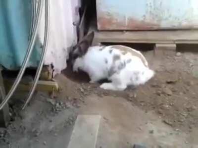 This rabbit saving a cat who couldn’t find its way out