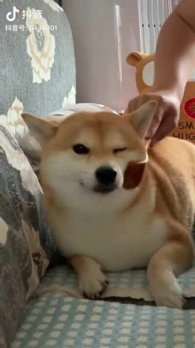 Brush that Shiba!