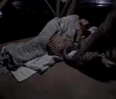 A caretaker comforting his cheetah companions when they get nervous during the night