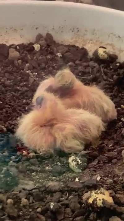 Newborn Pigeons :) #animals #newborn #pigeon