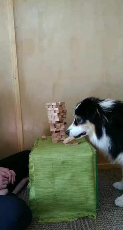 Um cachorro jogando Jenga com sua dona